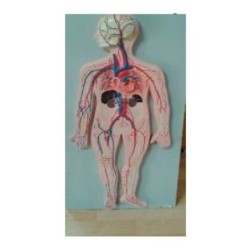 MODELO ANATOMICO SISTEMA CIRCULATORIO MEXS-SC