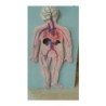 MODELO ANATOMICO SISTEMA CIRCULATORIO MEXS-SC