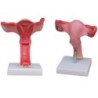 MODELO ANATOMICO UTERO CON SOPORTE MEXS-436A