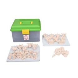 MODELO COLUMNA VERTEBRAL DESARTICULADO EN TAMAÑO NATURAL MEXS-107D