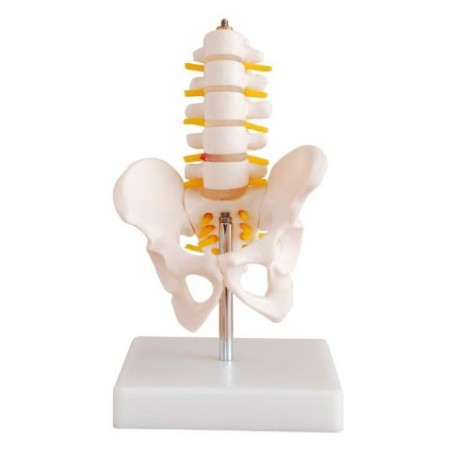 MODELO PELVIS TAMAÑO NATURAL CON 5 VERTEBRAS LUMBARES (HUESO) MEXS 115