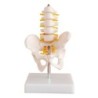 MODELO PELVIS TAMAÑO NATURAL CON 5 VERTEBRAS LUMBARES (HUESO) MEXS 115