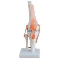 MODELO ARTICULACION RODILLA TAMAÑO NATURAL MEXS-111