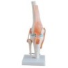 MODELO ARTICULACION RODILLA TAMAÑO NATURAL MEXS-111