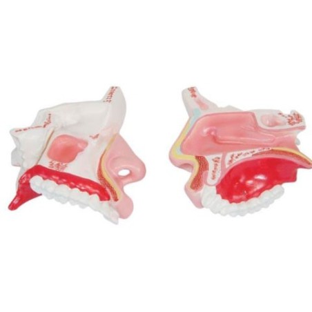 MODELO CAVIDAD NASAL MEXS309