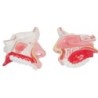 MODELO CAVIDAD NASAL MEXS309