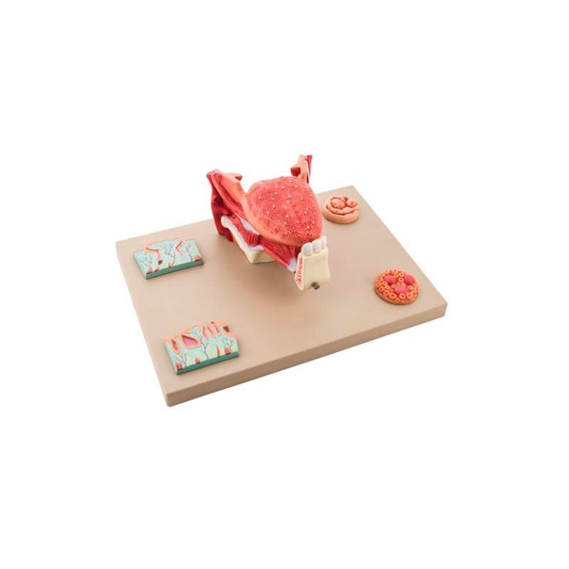 MODELO EC MICROANATOMÍA DE LA LENGUA EC16027