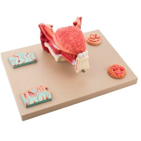 MODELO EC MICROANATOMÍA DE LA LENGUA EC16027