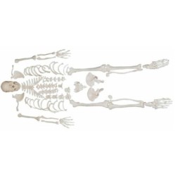 MODELO ESQUELETO DESARTICULADO MEXS-130