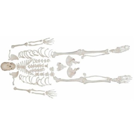 MODELO ESQUELETO DESARTICULADO MEXS-130