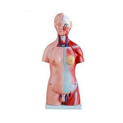 MODELO TORSO 23P 45CM BIXESUAL MEXS-205