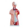 MODELO TORSO 23P 45CM BIXESUAL MEXS-205