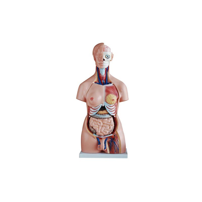 MODELO TORSO 40P 85CM BIXESUAL MEXS-208