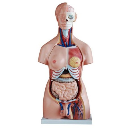 MODELO TORSO 40P 85CM BIXESUAL MEXS-208
