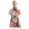 MODELO TORSO 40P 85CM BIXESUAL MEXS-208