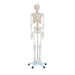 MODELO ANATOMICO ESQUELETO 180 CM TAMAÑO NATURAL MEXS 101