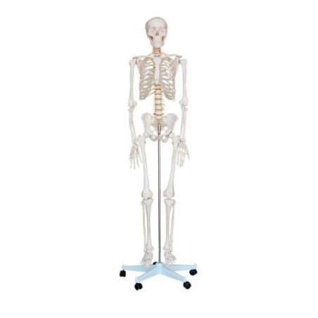 MODELO ANATOMICO ESQUELETO 180 CM TAMAÑO NATURAL MEXS 101