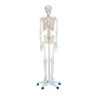 MODELO ANATOMICO ESQUELETO 180 CM TAMAÑO NATURAL MEXS 101