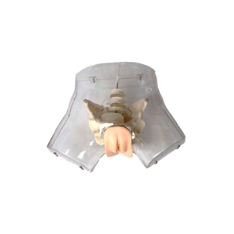 SIMULADOR TRANSPARENTE DE CATETERISMO FEMENINO MEXS-408F