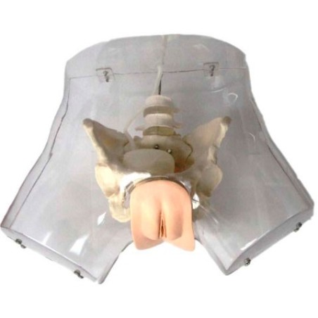 SIMULADOR TRANSPARENTE DE CATETERISMO FEMENINO MEXS-408F