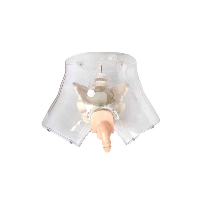 SIMULADOR TRANSPARENTE DE CATETERIZACIÓN MASCULINO MEXS-408E