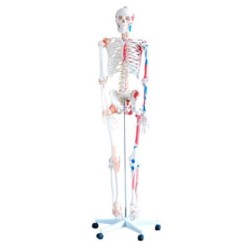 MODELO ESQUELETO 180CM CON MUSCULOS Y LIGAMENTOS MEXS-101A