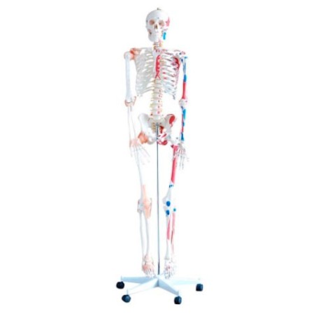 MODELO ESQUELETO 180CM CON MUSCULOS Y LIGAMENTOS MEXS-101A