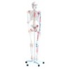 MODELO ESQUELETO 180CM CON MUSCULOS Y LIGAMENTOS MEXS-101A