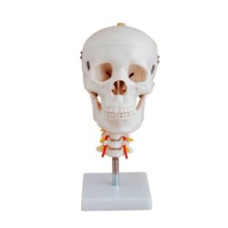 MODELO CRANEO CON CUELLO MEXS-135