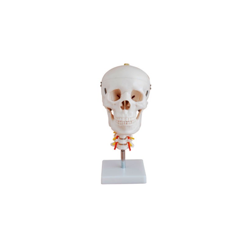 MODELO CRANEO CON CUELLO MEXS-135