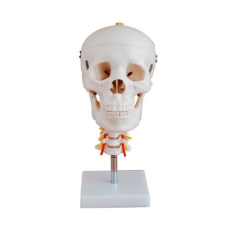 MODELO CRANEO CON CUELLO MEXS-135