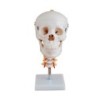 MODELO CRANEO CON CUELLO MEXS-135