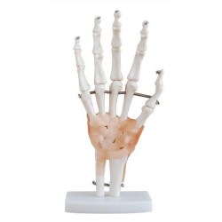 MODELO ARTICULACION MANO TAMAÑO NATURAL MEXS-114A