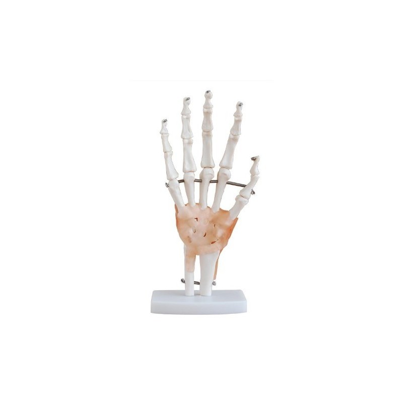 MODELO ARTICULACION MANO TAMAÑO NATURAL MEXS-114A
