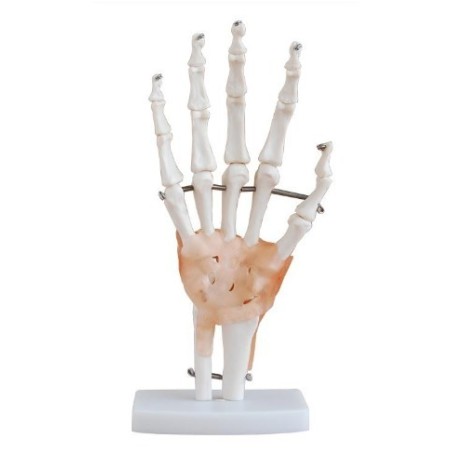 MODELO ARTICULACION MANO TAMAÑO NATURAL MEXS-114A