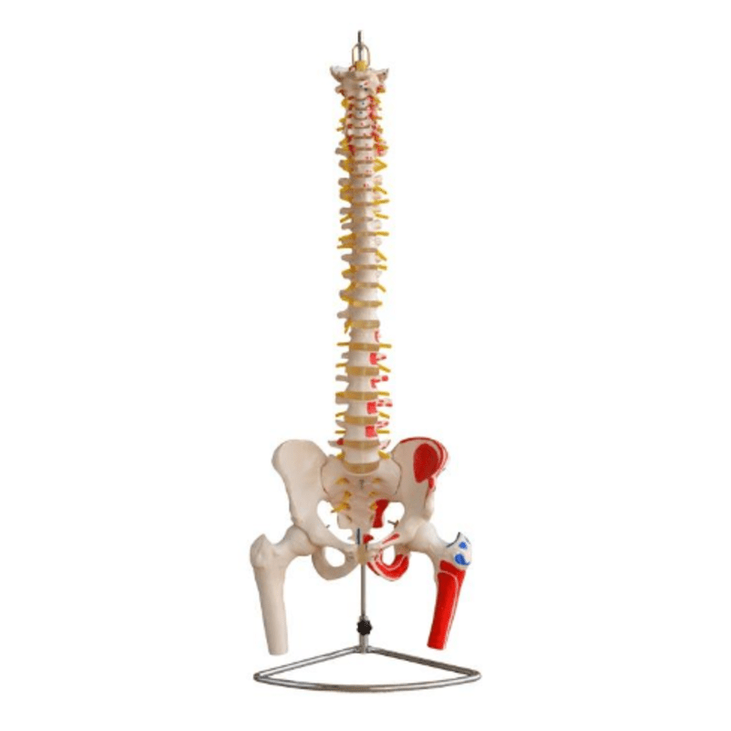 MODELO COLUMNA CON PELVIS Y CABEZA FEMUR MUSCULOS PINTADOS MEXS-126A