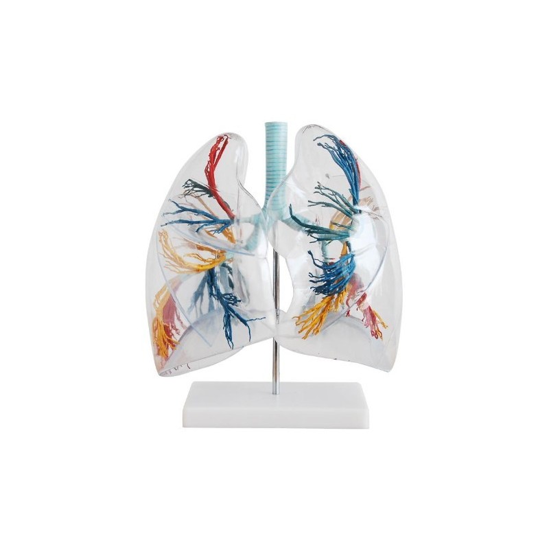 MODELO PULMONES TRANSPARENTE MEXS-330