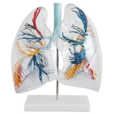 MODELO PULMONES TRANSPARENTE MEXS-330