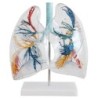 MODELO PULMONES TRANSPARENTE MEXS-330