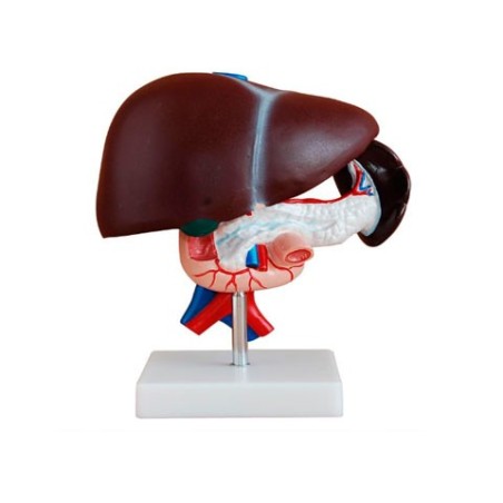MODELO HIGADO, PANCREAS Y DUODENO MEXS-311