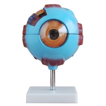 MODELO OJO HUMANO GIGANTE MEXS-316