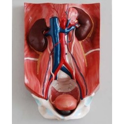 MODELO SISTEMA URINARIO MEXS-333