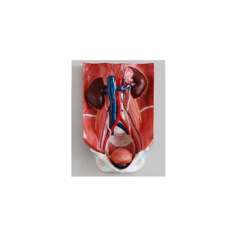 MODELO SISTEMA URINARIO MEXS-333