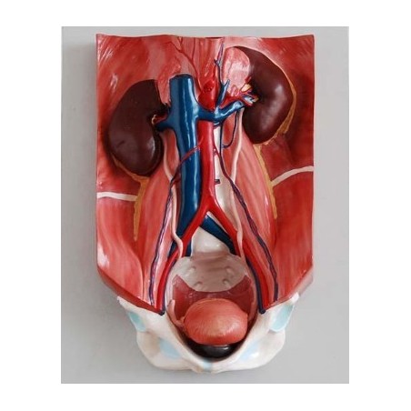 MODELO SISTEMA URINARIO MEXS-333