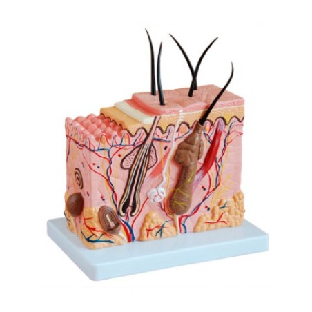 MODELO PIEL 1 PARTE MEXS-313-2