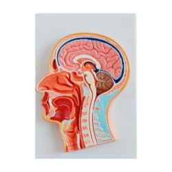 MODELO CABEZA CORTE TRANSVERSAL MEXS- 319