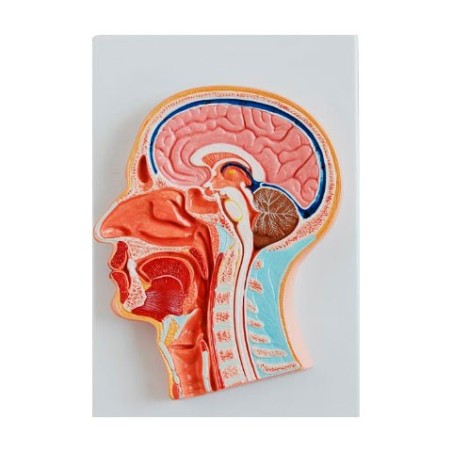 MODELO CABEZA CORTE TRANSVERSAL MEXS- 319