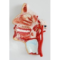 MODELO CORTE DE CABEZA CON NERVIOS MEXS- 324