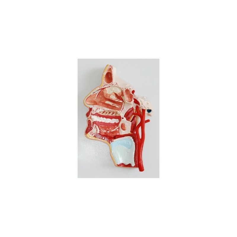 MODELO CORTE DE CABEZA CON NERVIOS MEXS- 324