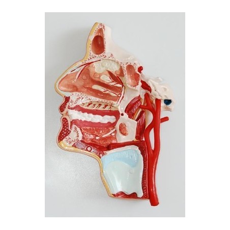 MODELO CORTE DE CABEZA CON NERVIOS MEXS- 324